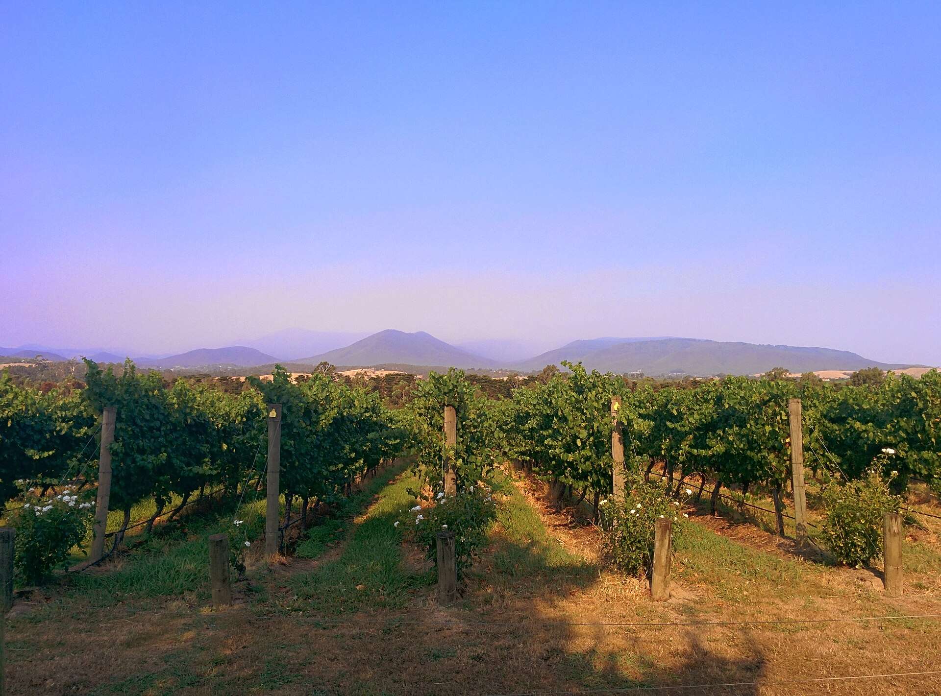 Vine rows and the ranges in the Yarra Valley